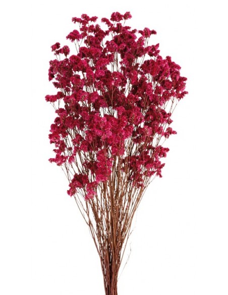 Sinesis Preservado 40cm