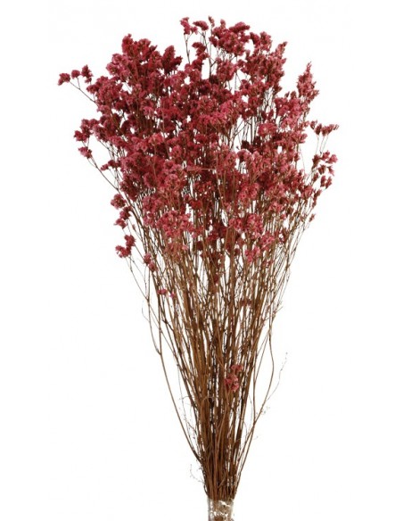 Sinesis Preservada Rosa Oscuro 40/50cms8.8