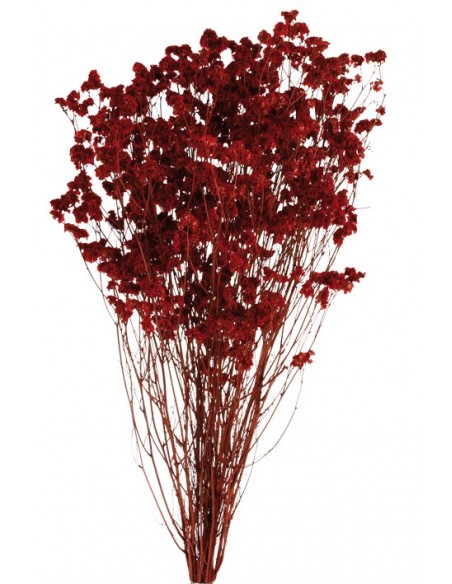 Sinesis Preservada Rojo 40/50cms