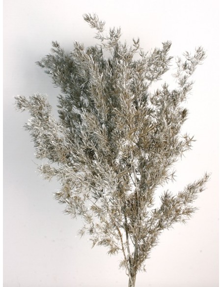 Esparraguera Miro Preservada Blanco/Gris