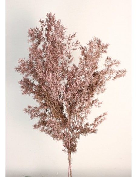 Esparraguera Miro Preservada Rosa/Vintage 60cms
