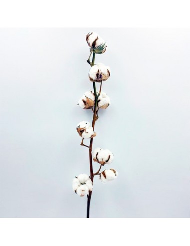 Vara flor de algodón 75cm 6-7 cabezas