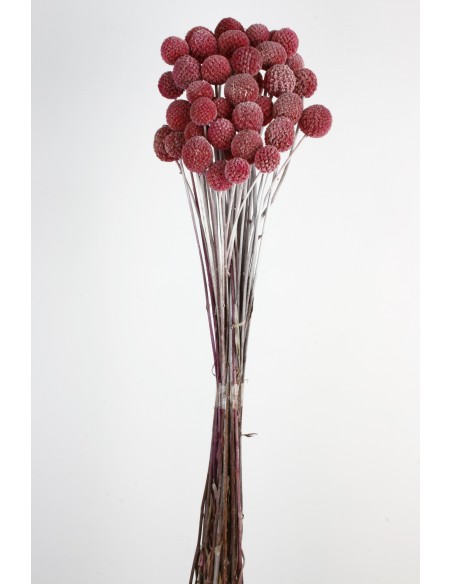 Craspedia Preservada Fucsia Empolvado x20