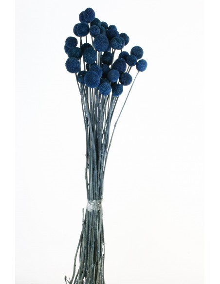 Craspedia Preservada Azul Oscuro x20