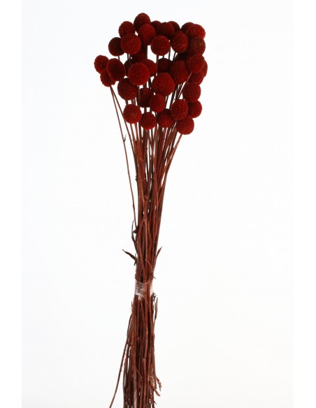 Craspedia Preservada Burdeos x20