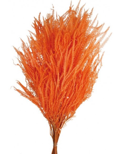 Helecho x3 preservado Naranja