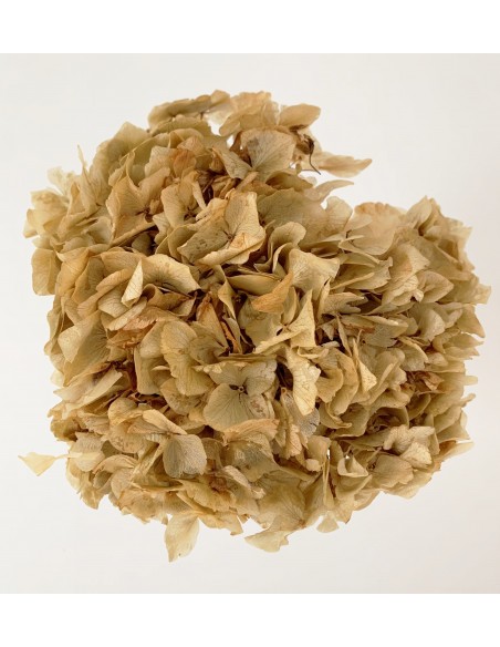 Hortensia preservada beige