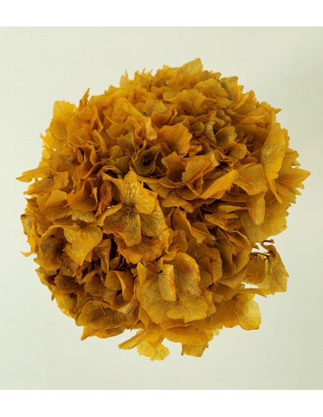 Hortensia preservada oro 20cm