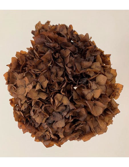 Hortensia preservada Cobre oscuro