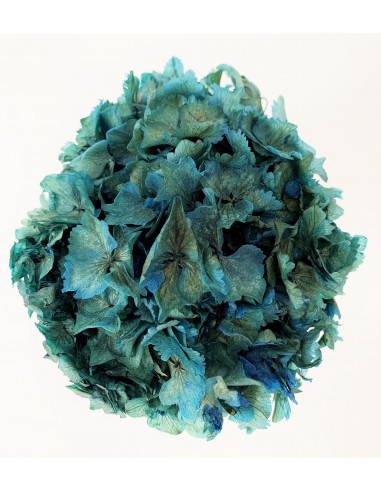 Hortensia Preservada Azul Mar Bicolor...