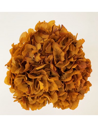 Hortensia preservada cobre 20cm