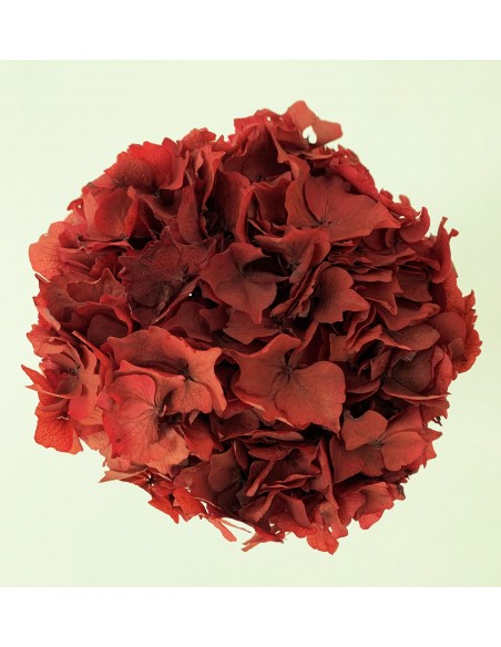 Hortensia preservada Fucsia oscuro