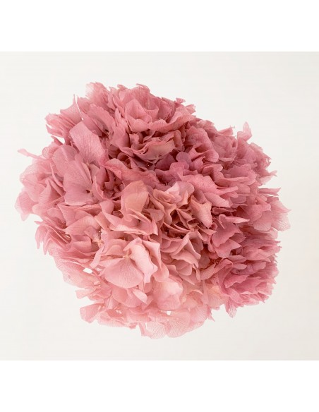Hortensia preservada rosa medio 20cm