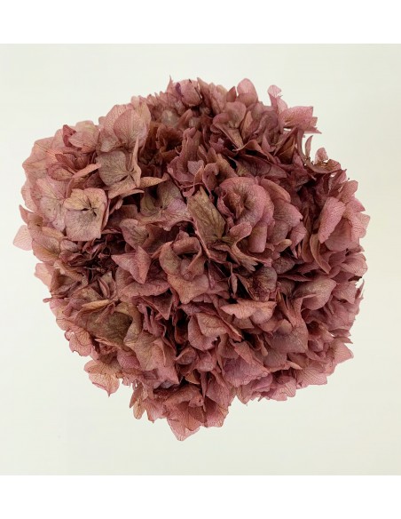 Hortensia Preservada Berenjena