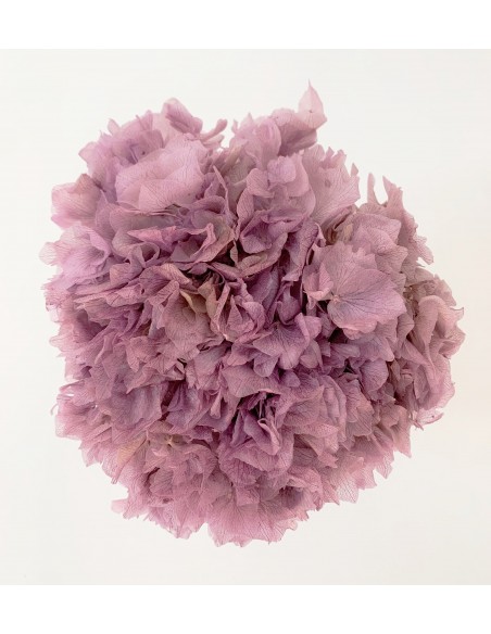 Hortensia Preservada Malva