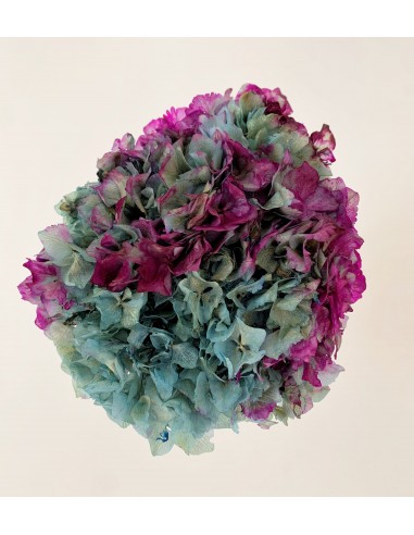 Hortensia Preservada Bicolor Rosa/Azul
