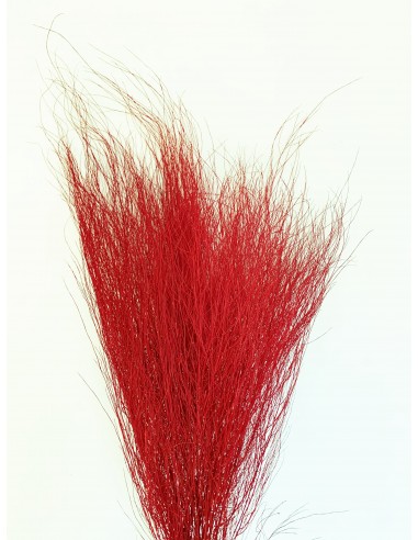 Esparraguera Preservada Trifle 70cm Roja