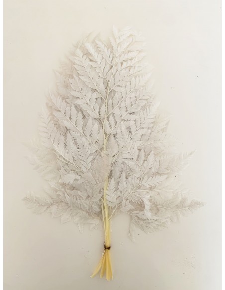 Helecho Cuero x 10und Blanco