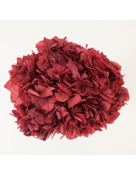 Hortensia preservada Rojo Oscuro 20cm