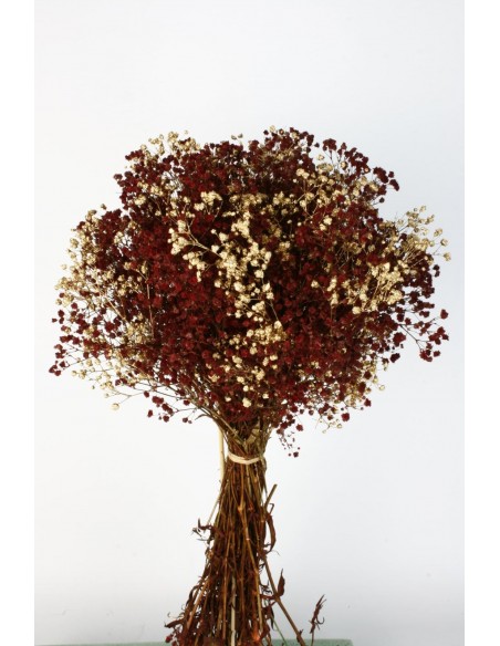 Mazo de paniculata 25/30cms x 40/50cms