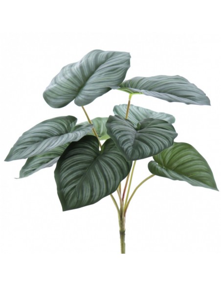 Ramo de hojas Calathea