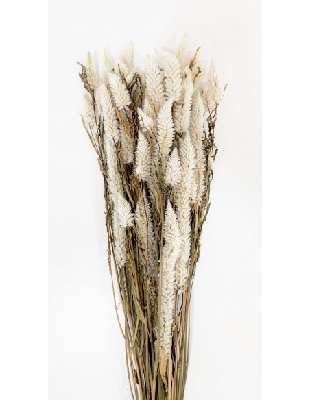 Celosia Natural Crema 100g