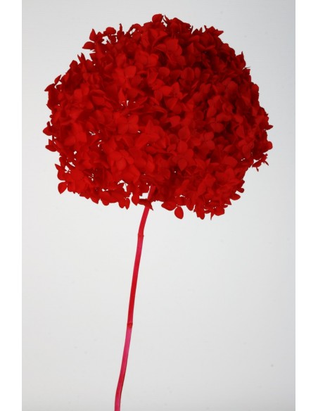 Hortensia preservada Roja Hoja pequeña