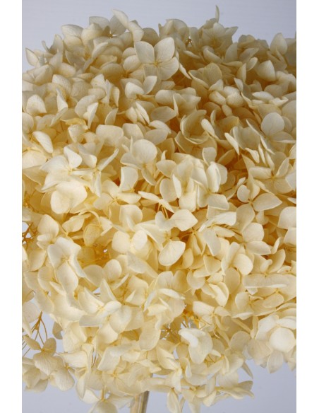 Hortensia preservada Beig Hoja pequeña