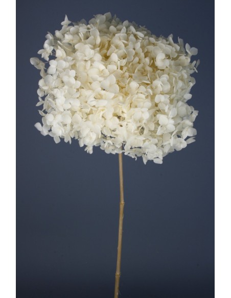 Hortensia Preservada Blanca Hoja Pequeña