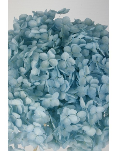Hortensia preservada Celeste Hoja pequeña