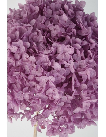 Hortensia Preservada Lila Hoja Pequeña