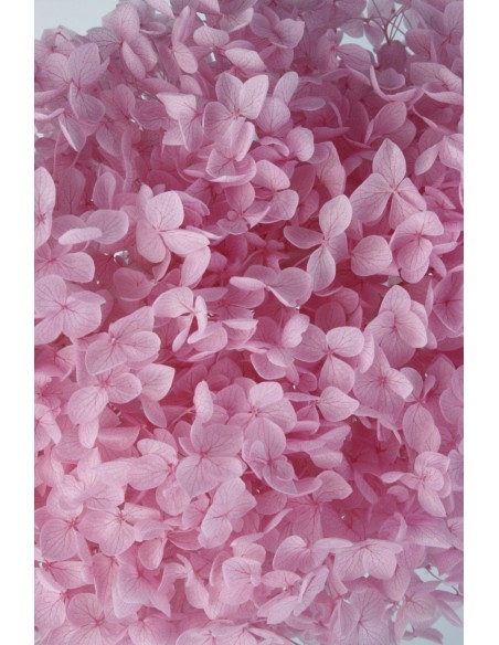 Hortensia Preservada Rosa/Malva Hoja Pequeña