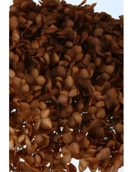 Hortensia preservada Marrón Hoja pequeña