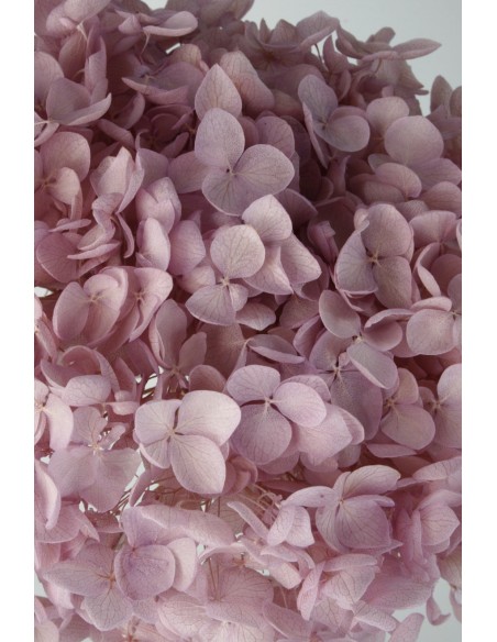 Hortensia preservada Hoja pequeña