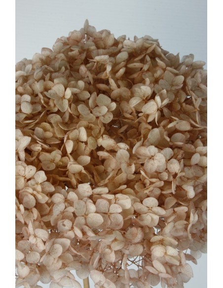 Hortensia preservada Rosa Envejecido Hoja pequeña