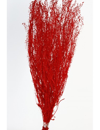 Lepidium Preservado Rojo 45cm