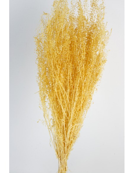 Lepidium Preservado Beige 45cm