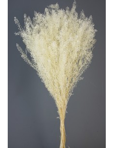Lepidium Preservado blanco45cm