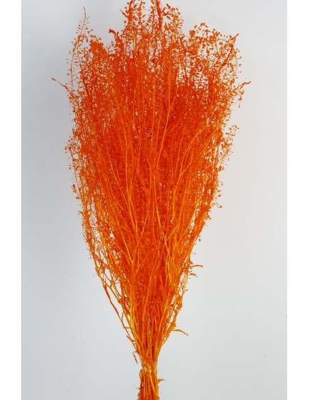 Lepidium Preservado Naranja 45cm