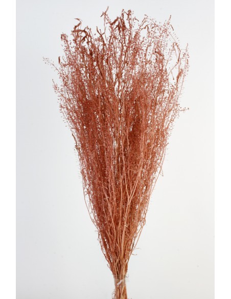 Lepidium Preservado Marrón Claro 45cm