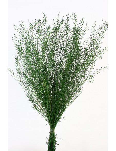 Lepidium Preservado Verde 45cm