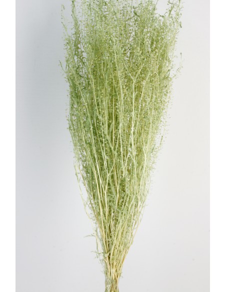 Lepidium Preservado Verde Agua 45cm