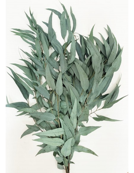 Eucalipto Long Leaf verde 150g