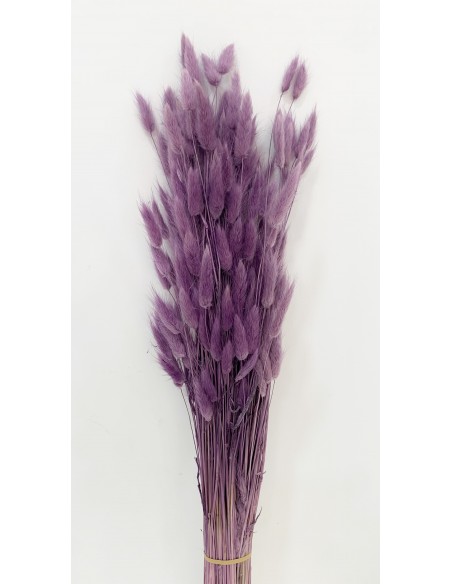 Lagurus Lavanda 100g