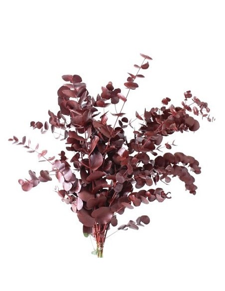 Eucalipto Cinerea Espiral Rojo/Burdeos 150g