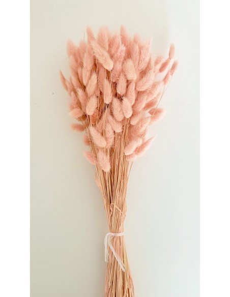 Lagurus Bunny tails Rosa Paco 100g