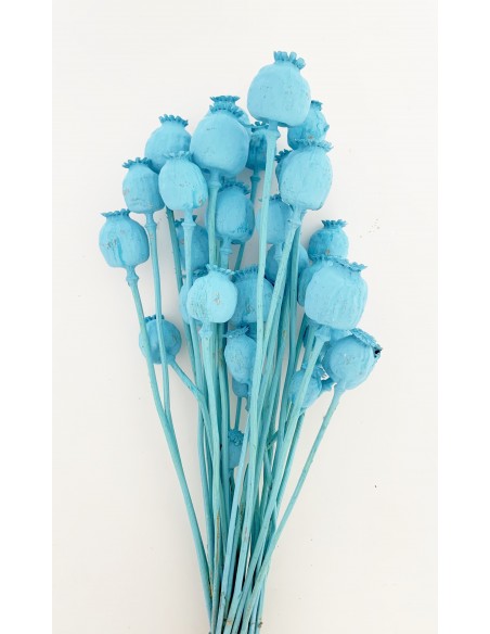 Papaver Celeste