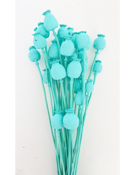 Papaver turquesa