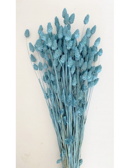 Phalaris Azul Vintage 300g