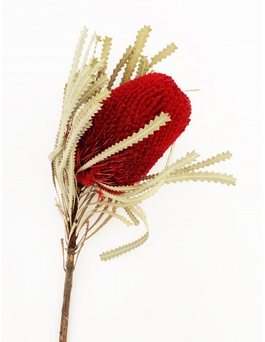 Banksia Hookerana roja 30cm (Flor 10cm)